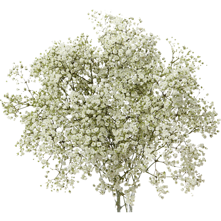 Baby’s Breath Bunch C
